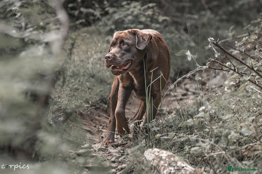 Labrador Retriever dogs for stud: Proven health tested Labrador in Blackwood - Advert 9