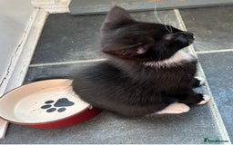 British Longhair cats for sale: Mixed breed kittens long hair Ready now! in Sevenoaks - Image 16