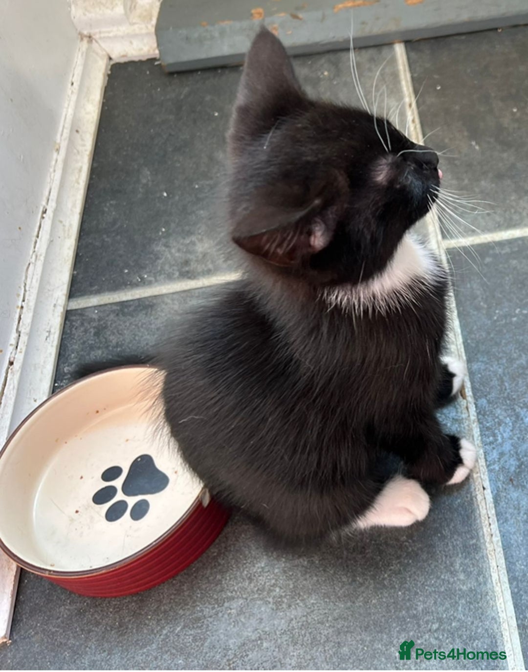 British Longhair cats for sale: Mixed breed kittens long hair Ready now! in Sevenoaks - Image 16