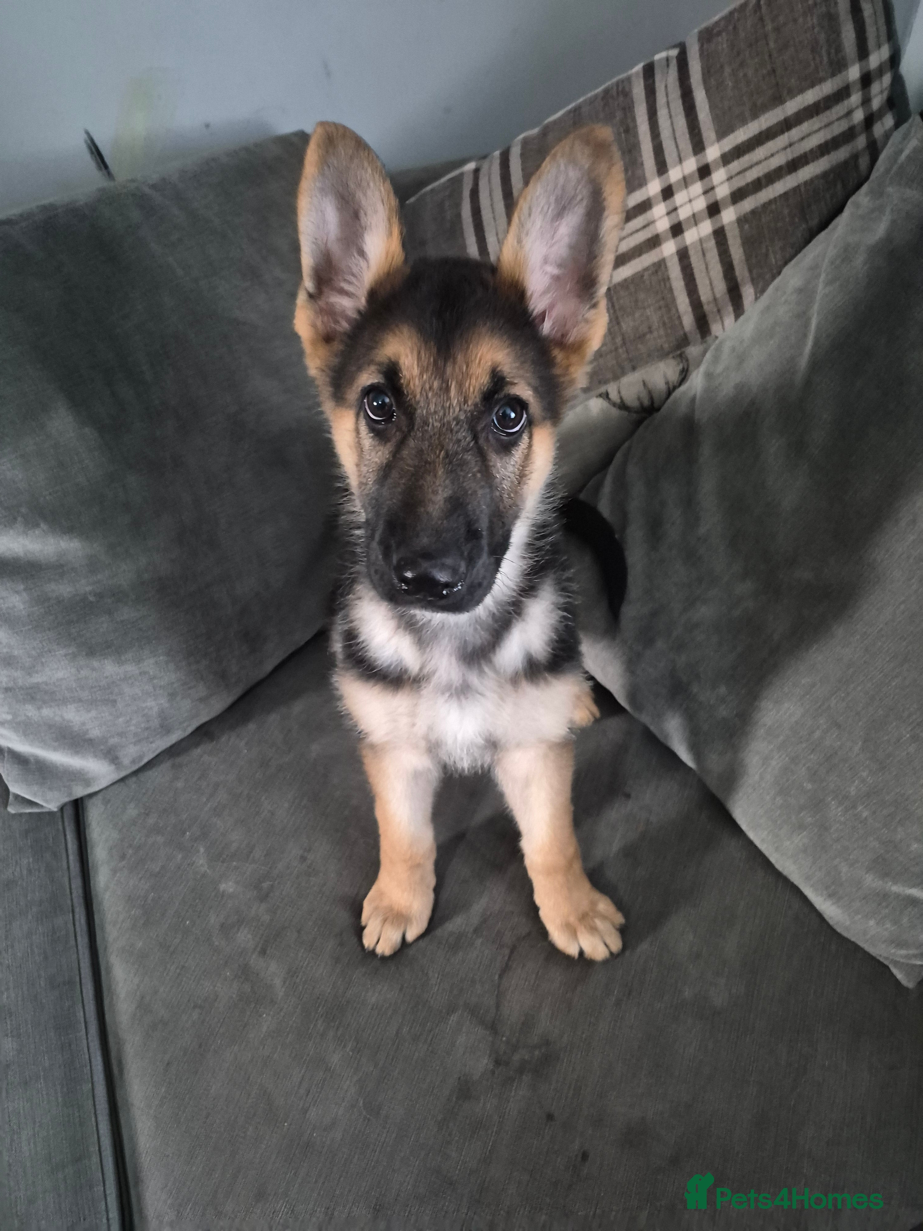 German Shepherd dogs KC German Shepherd pups LAST BOY! - Advert 6