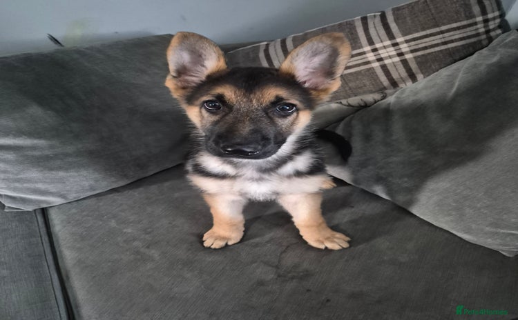 German Shepherd dogs KC German Shepherd pups LAST BOY! - Advert 1