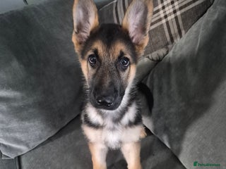 German Shepherd dogs KC German Shepherd pups LAST BOY! - Advert 4