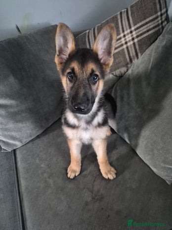 German Shepherd dogs KC German Shepherd pups LAST BOY! - Advert 1
