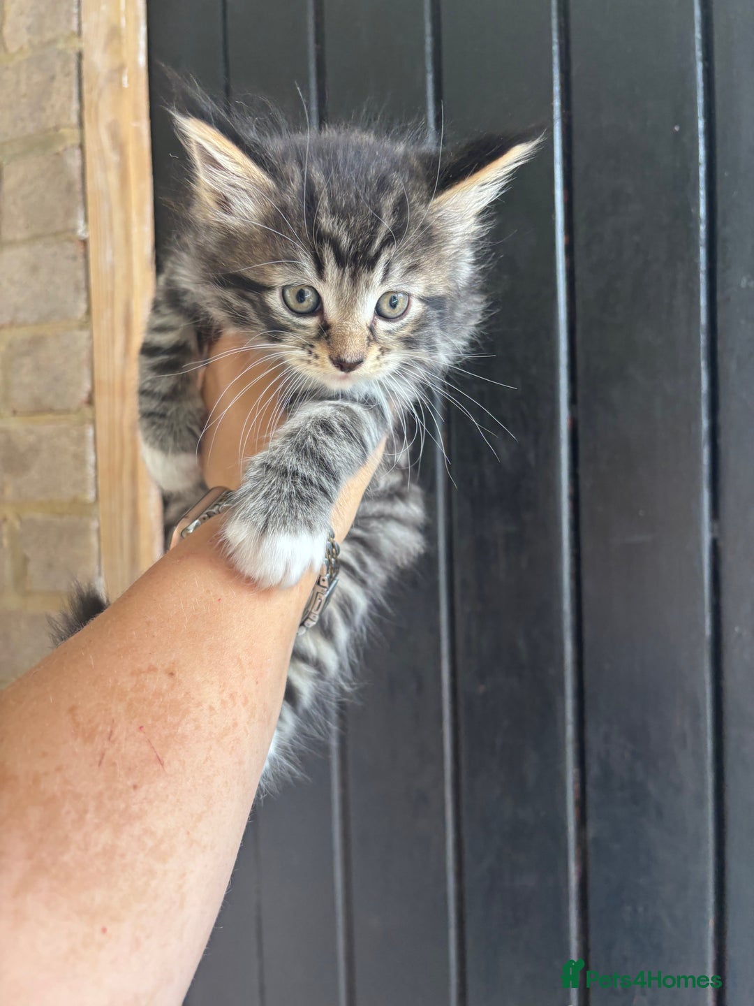Maine Coon cats for sale: 3 boys Maine coon & 1 white female ready 13th aug! - Image 4