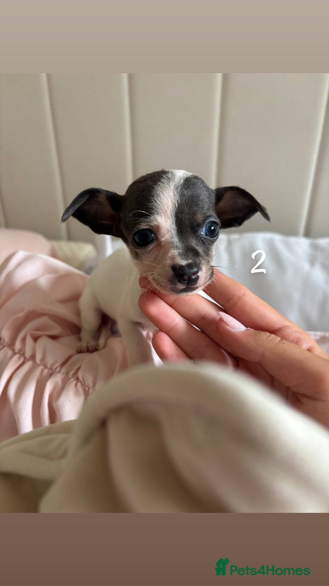 Chiweenie dogs for sale: CHIWEENIES, MICROCHIPPED,VACCINATED,HEALTHCHECKED! - Image 5