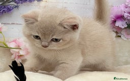 British Shorthair cats for sale: Stunning British Kittens - Image 7