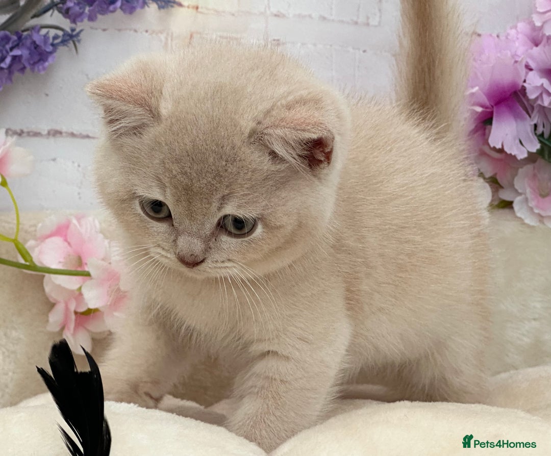British Shorthair cats for sale: Stunning British Kittens - Image 7