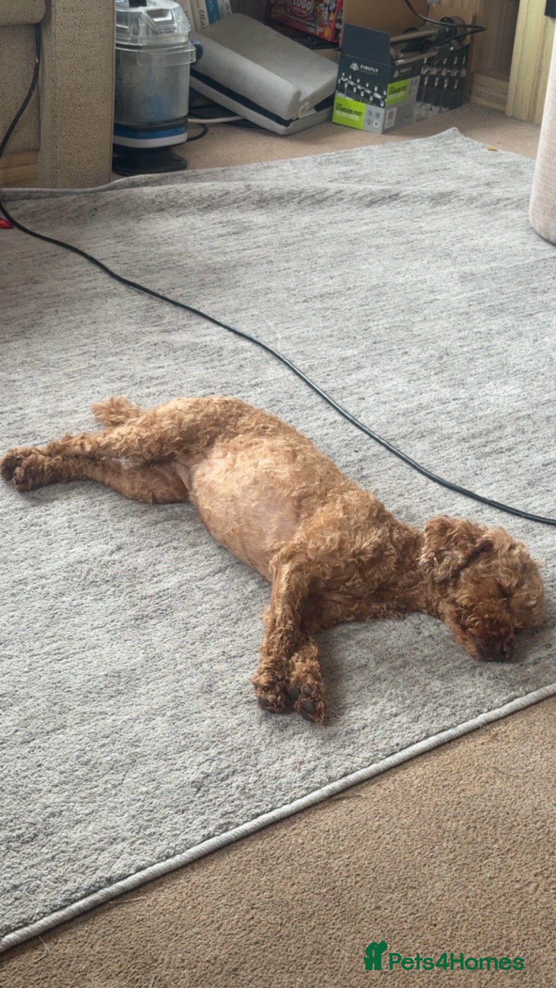 Toy Poodle dogs 4 red toy poodles for sale  - Advert 1