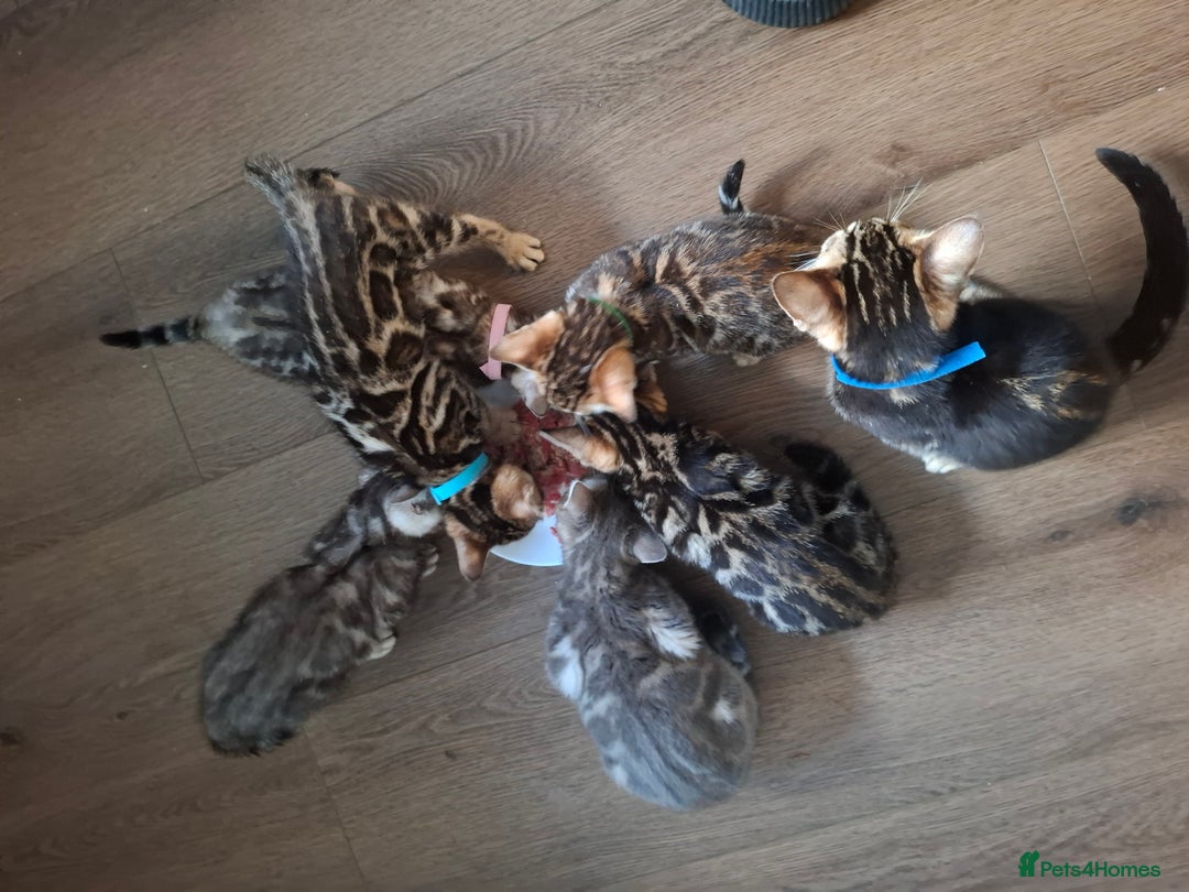 Bengal cats for sale: Last stunning Blue pure bengal kitten available! - Advert 10