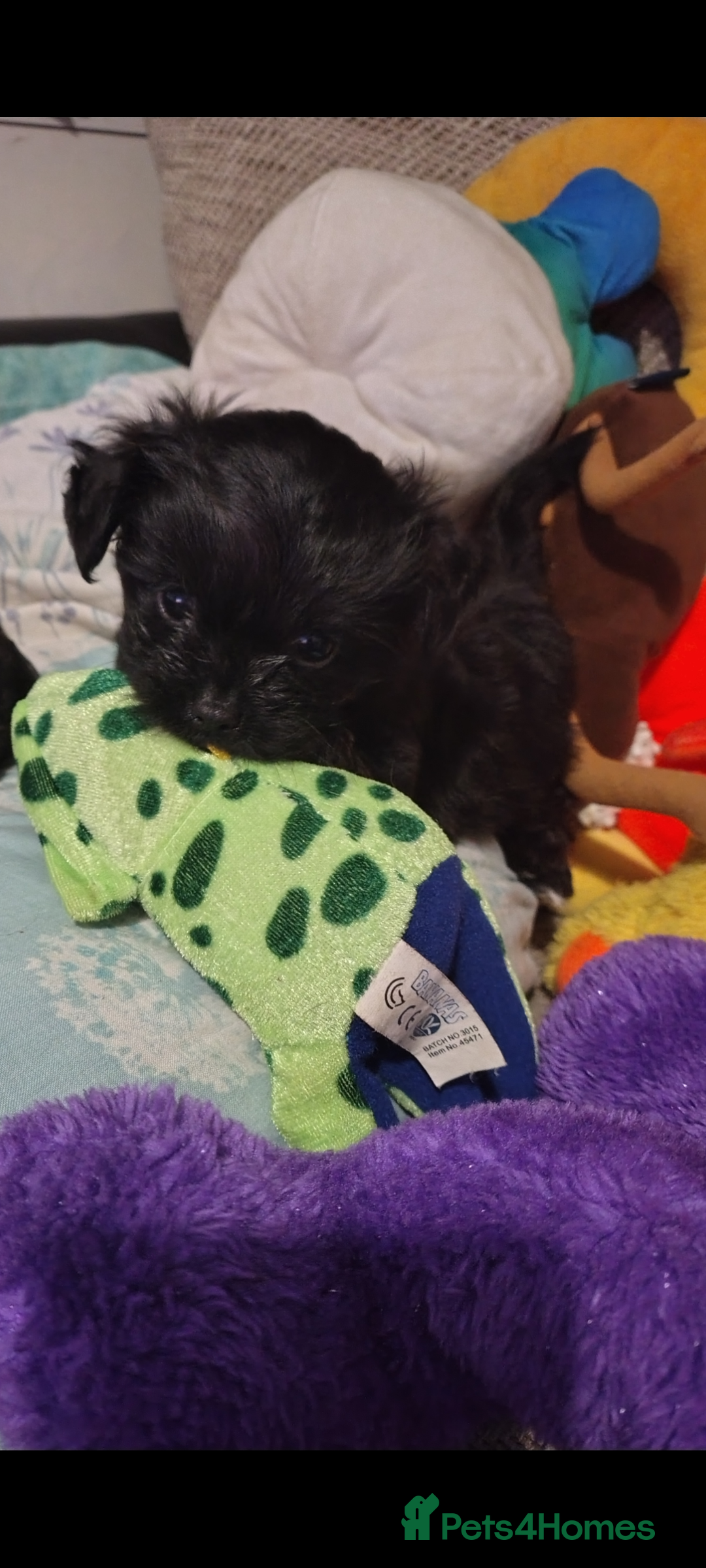 Mixed Breed dogs for sale: Beautiful male mixed breed puppy - Advert 9