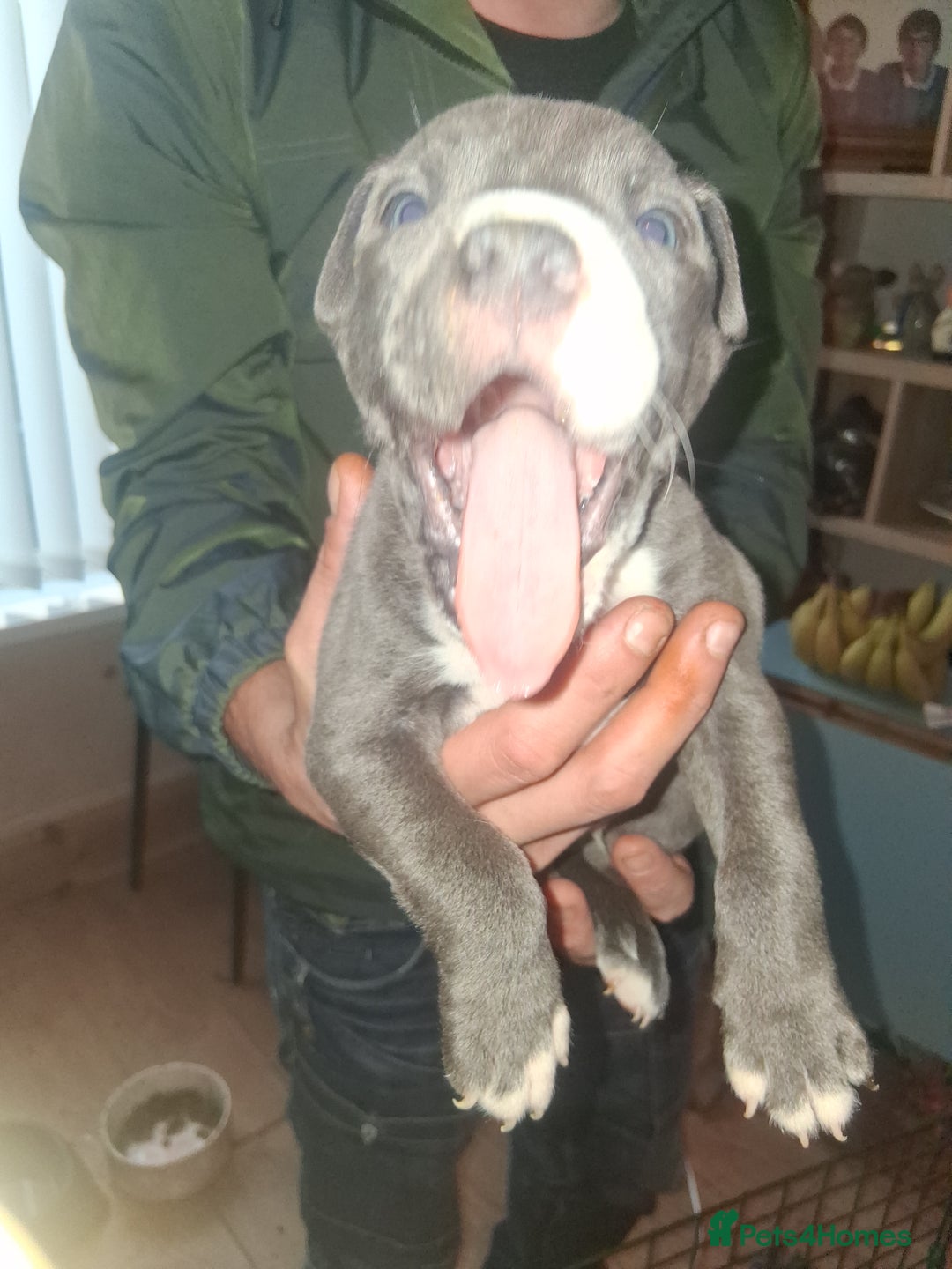 Staffordshire Bull Terrier dogs for sale: Adorable staffy puppies  - Advert 14