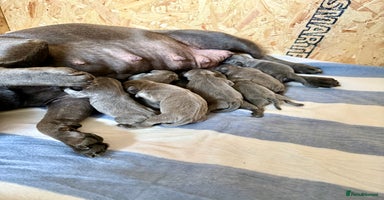 Staffordshire Bull Terrier dogs Blue Staffordshire Bull Terrier KC registered - Advert 1