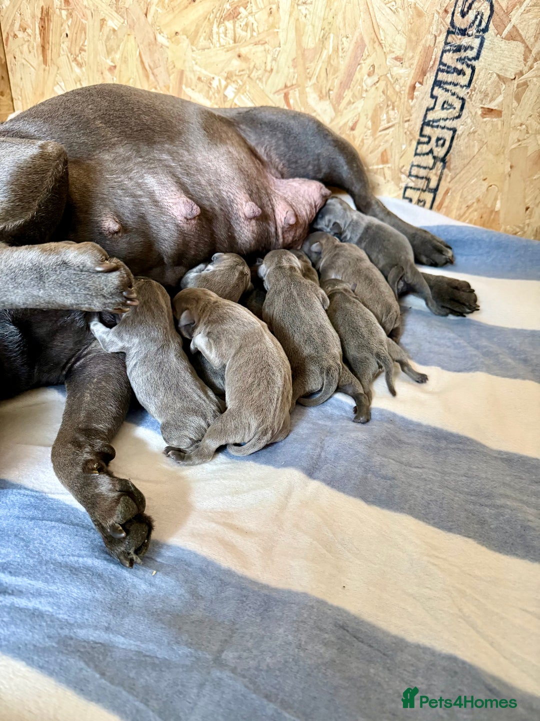 Staffordshire Bull Terrier dogs for sale: Blue Staffordshire Bull Terrier KC registered - Advert 3