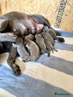 Staffordshire Bull Terrier dogs Blue Staffordshire Bull Terrier KC registered - Advert 1