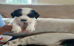 Cocker Spaniel dogs for sale: Cocker spaniel puppies for sale 🤩🐶 - Image 14
