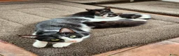 Mixed Breed cats for sale: 2 kittens for sale  - Advert 9