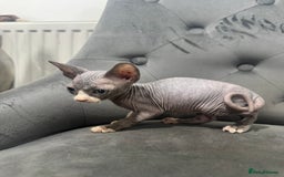 Sphynx cats for sale: ✨ 3 Beautiful Sphynx Kittens – 2 Boys & 1 Girl ✨ - Image 5