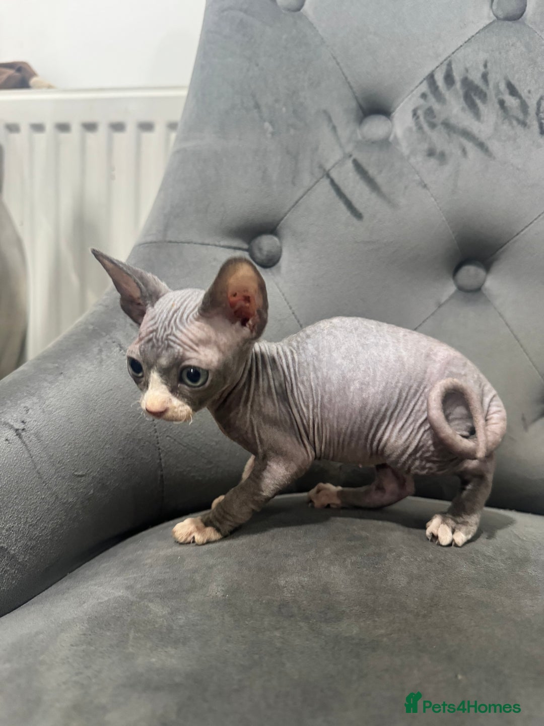 Sphynx cats for sale: ✨ 3 Beautiful Sphynx Kittens – 2 Boys & 1 Girl ✨ - Image 5