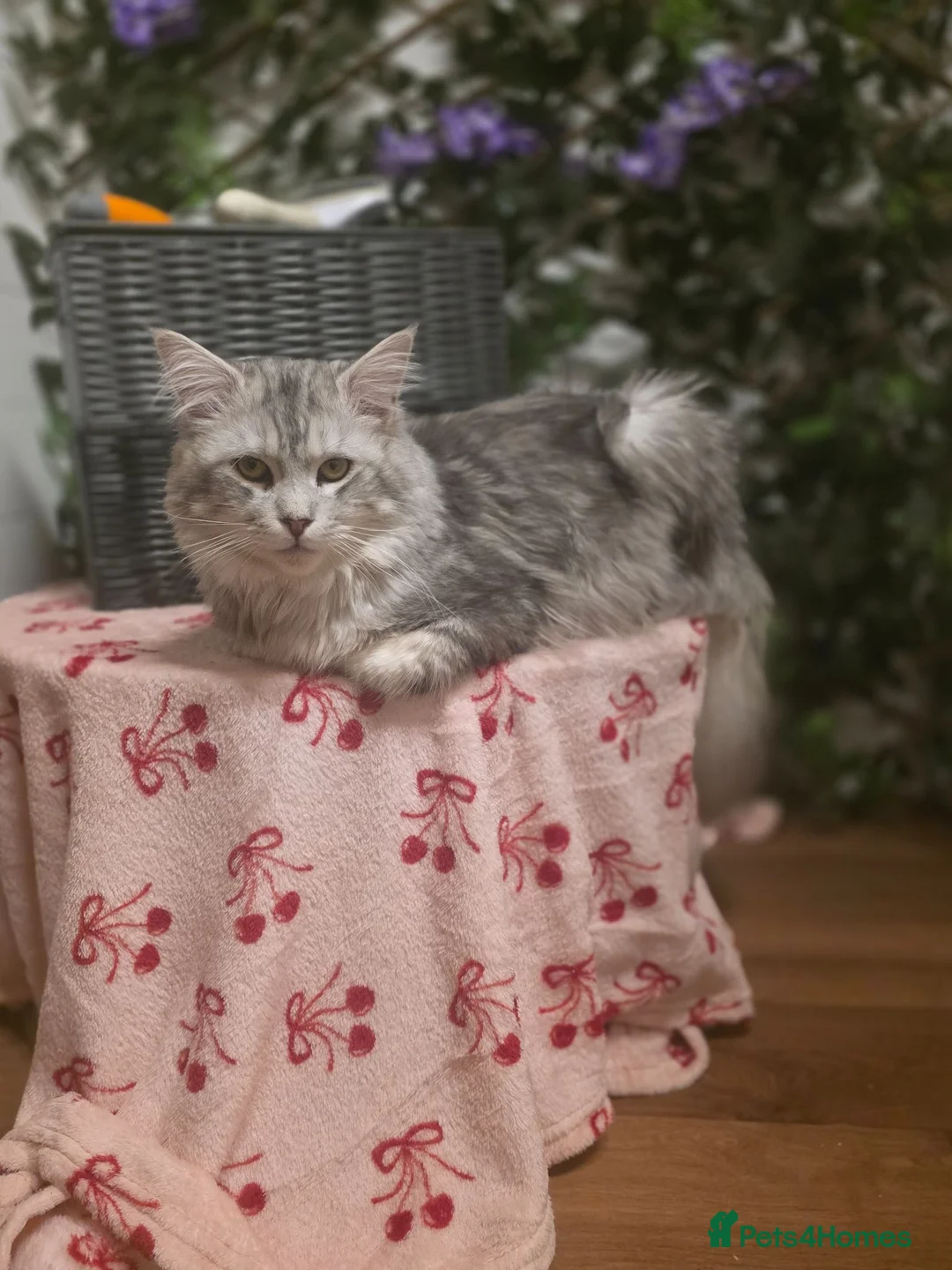 Maine Coon cats for sale: Sliver Tabby Male Maine coon - Advert 2