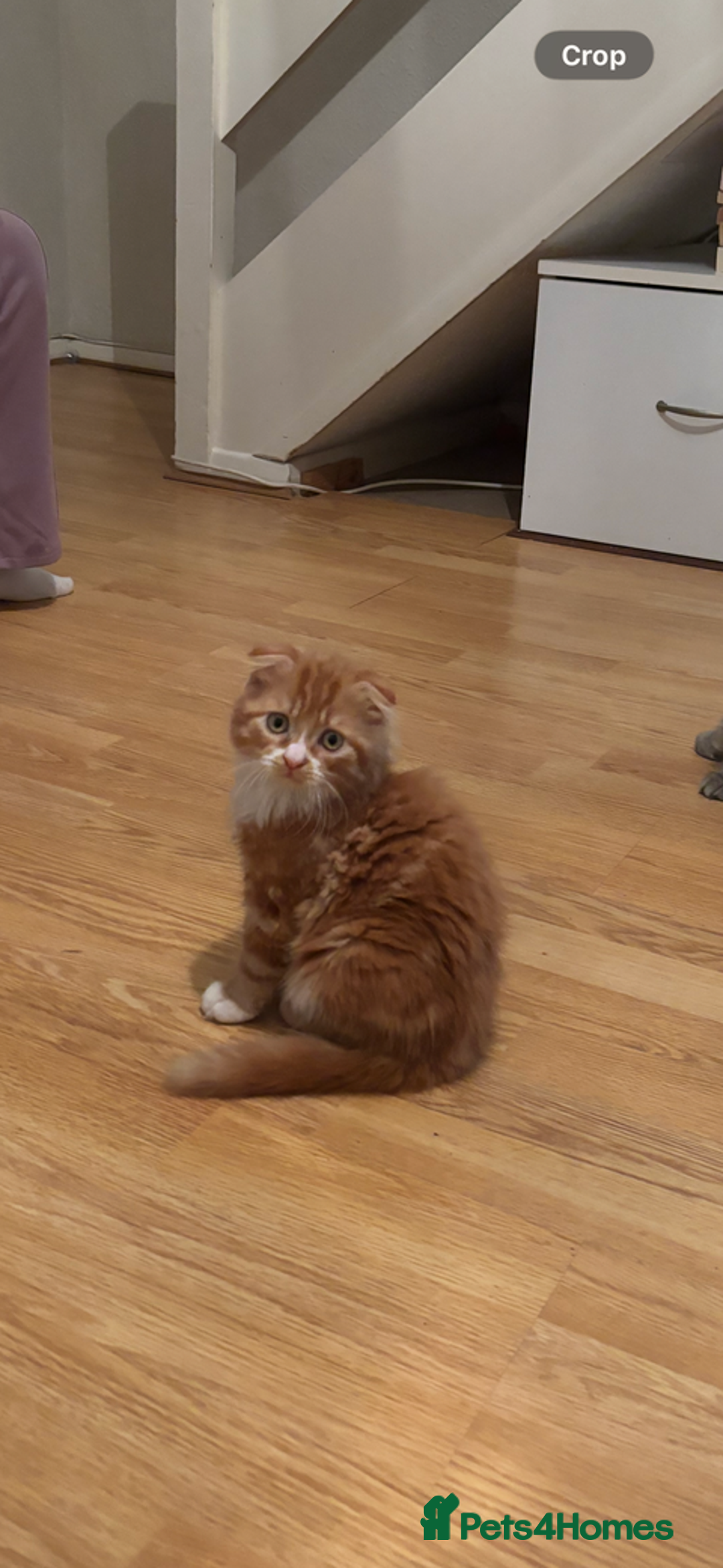 Maine Coon cats for sale: Scottish fold longhair mix - Advert 2