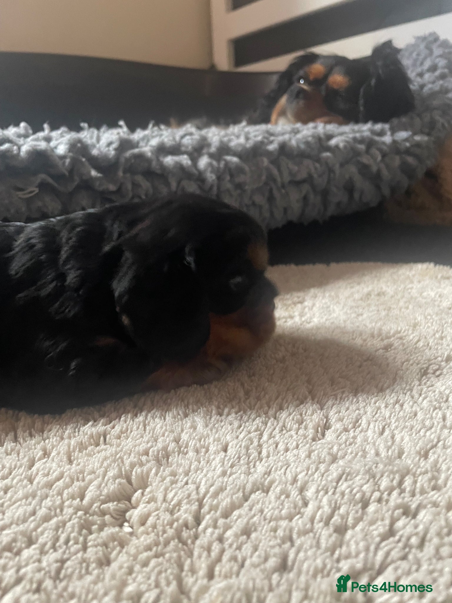 Cavalier King Charles Spaniel dogs for sale: King Charles cavalier babies  - Advert 38