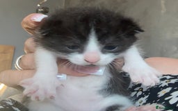 Ragdoll cats for sale: Gorgeous kittens in Nottingham - Image 3