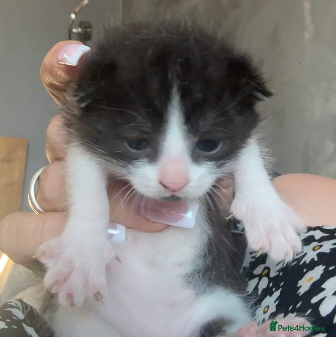 Ragdoll cats for sale: Gorgeous kittens in Nottingham - Image 3