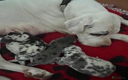 Great Dane dogs for sale: Purebred Great Dane Puppies – European Bloodline  - Image 21