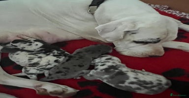 Great Dane dogs - Advert 4