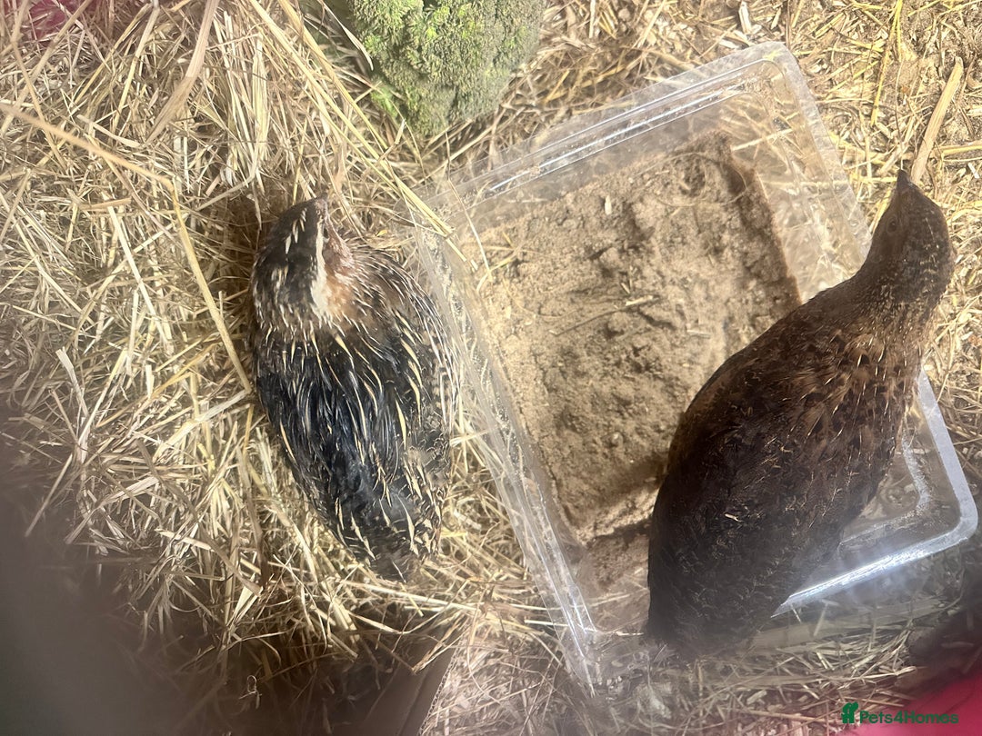 Quail poultry for sale: 3 coturnix quail roos  - Advert 3