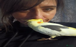 Cockatiels birds for sale: 💛 Pair of Cockatiels. Butters & Bagel 💛 - Image 7