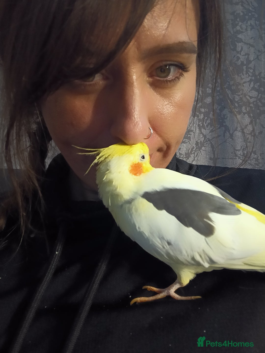 Cockatiels birds for sale: 💛 Pair of Cockatiels. Butters & Bagel 💛 - Image 7