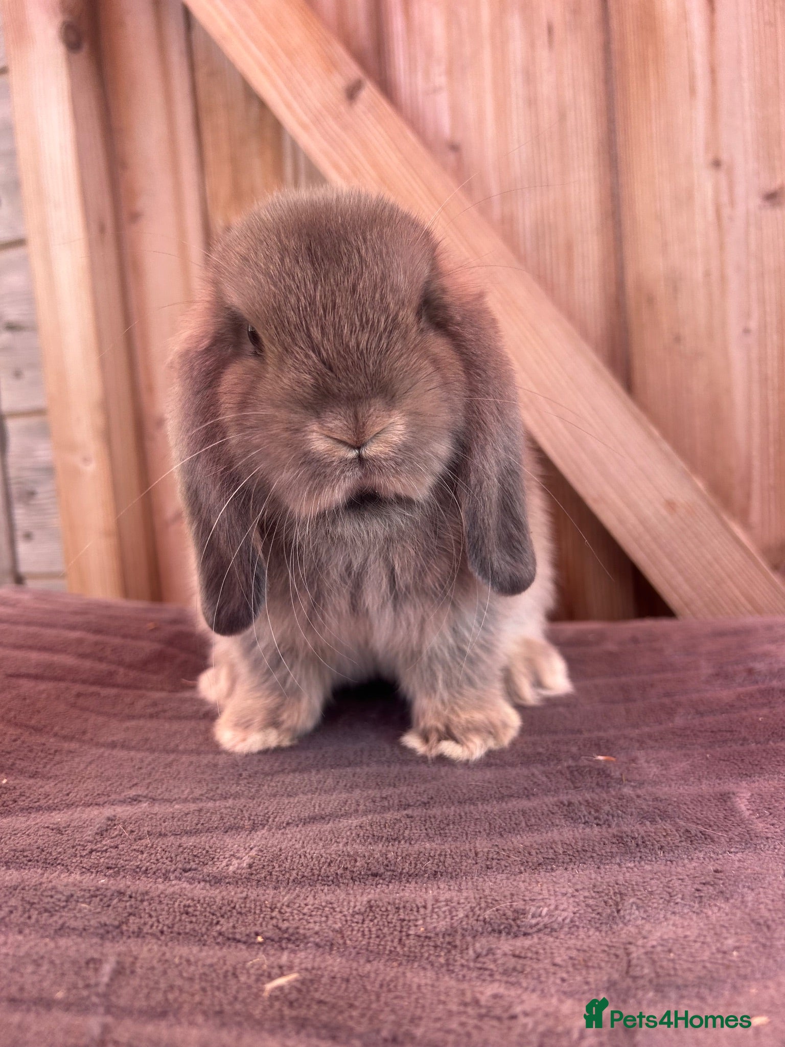 Mini Lop rabbits Show bloodline mini lop babies ready now - Advert 1