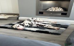 Dalmatian dogs for sale: Looking to rehome my Dalmation male  - Image 9