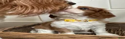 Cavalier King Charles Spaniel dogs for sale: Fully Health Tested Blenheim CKCS Puppies - Advert 8