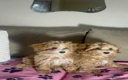 Poochon dogs for sale: 2 Male Poochon looking for loving home - Image 4