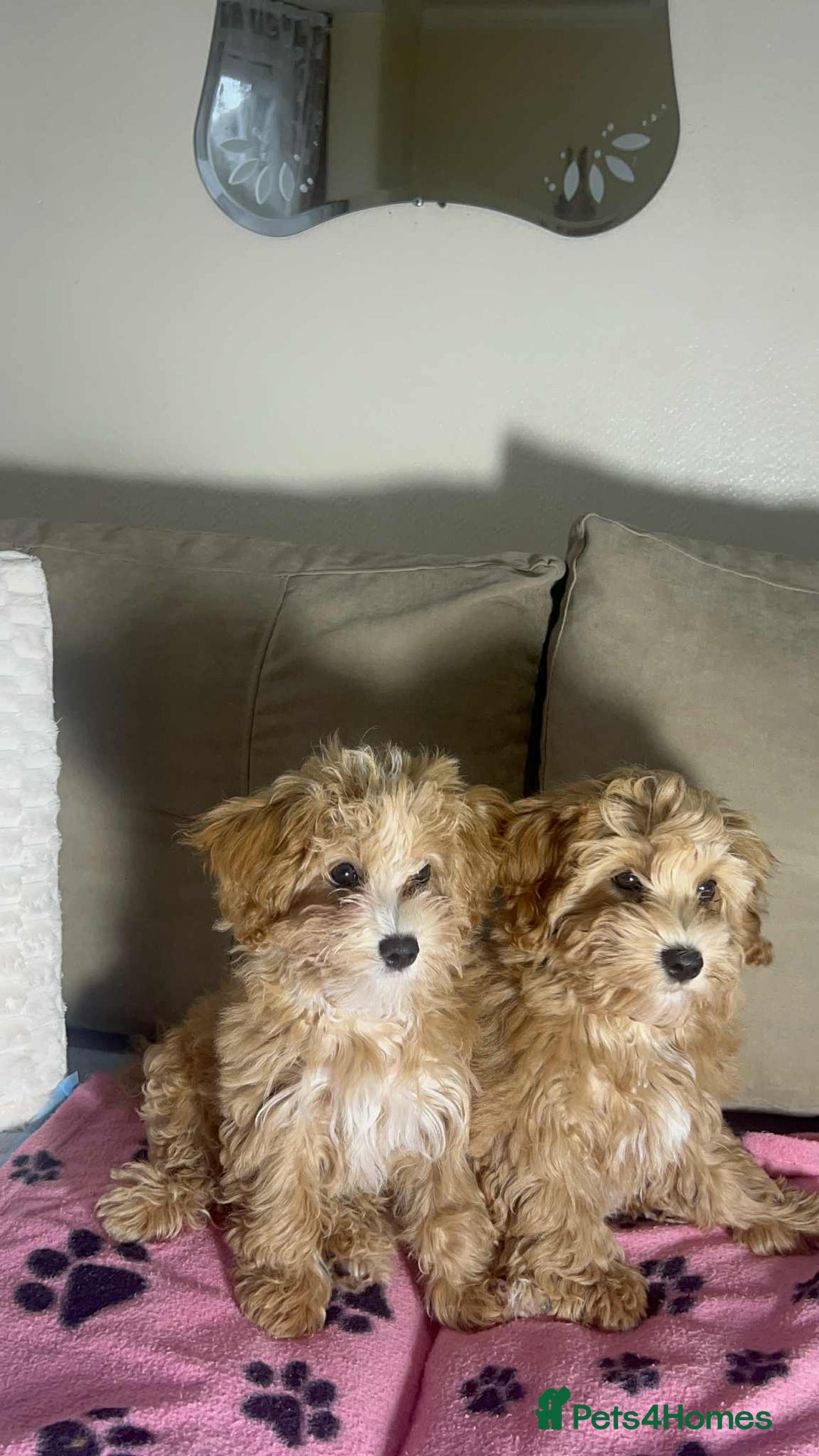 Poochon dogs for sale: 2 Male Poochon looking for loving home - Image 4