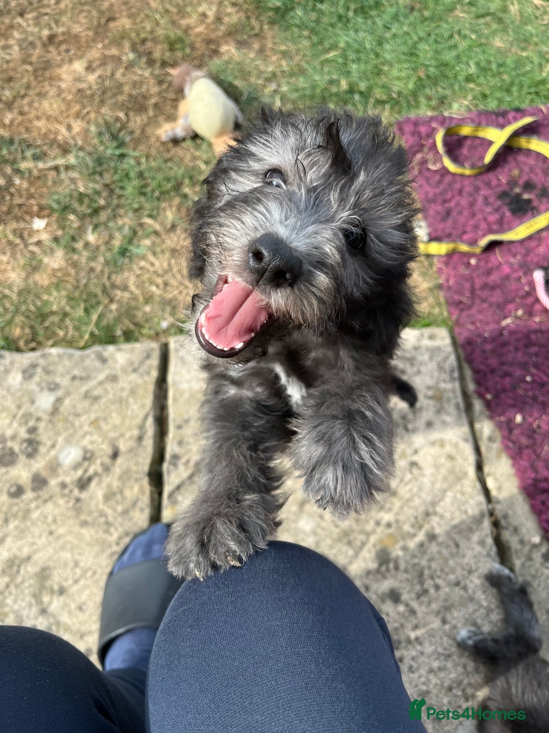 Bedlington Terrier dogs for sale: Bedlington Terrier x Italian Greyhound Puppies - Image 1