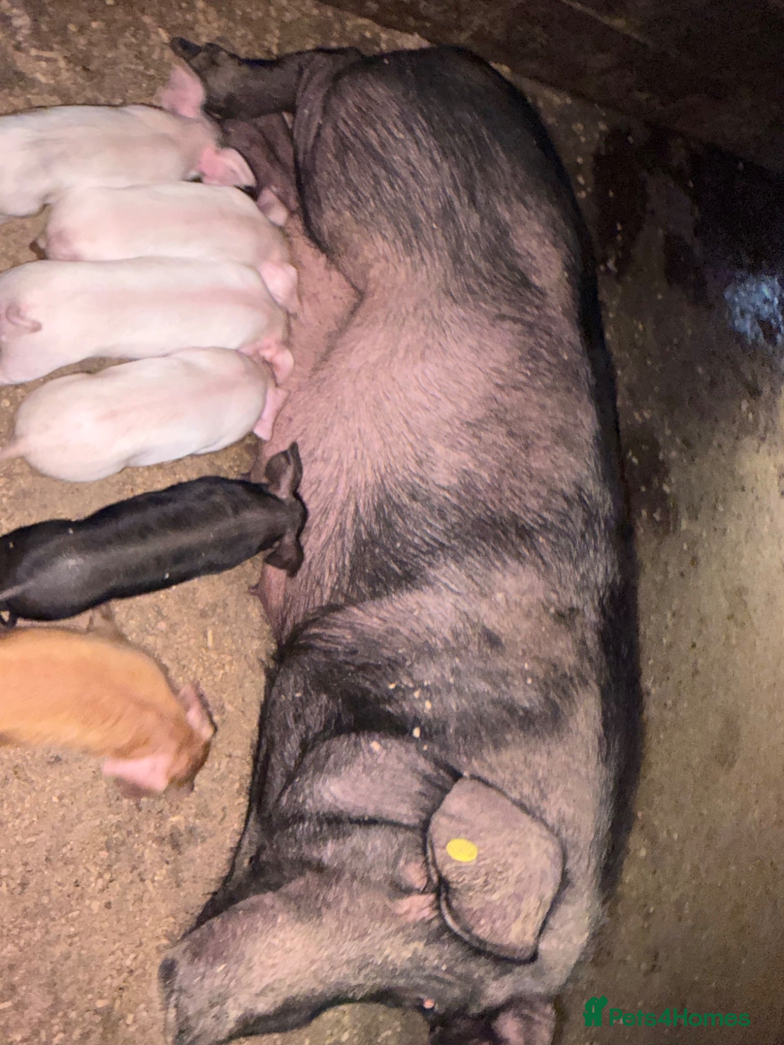 Pig livestock Sow and litter for sale and in pig gilts  - Advert 6