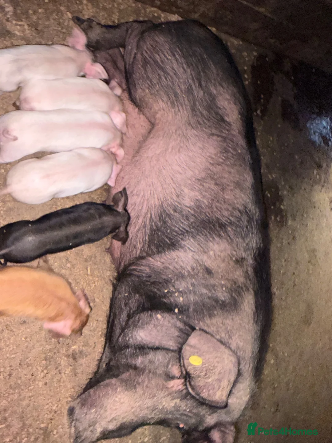 Pig livestock for sale: Sow and litter for sale and in pig gilts  - Advert 1