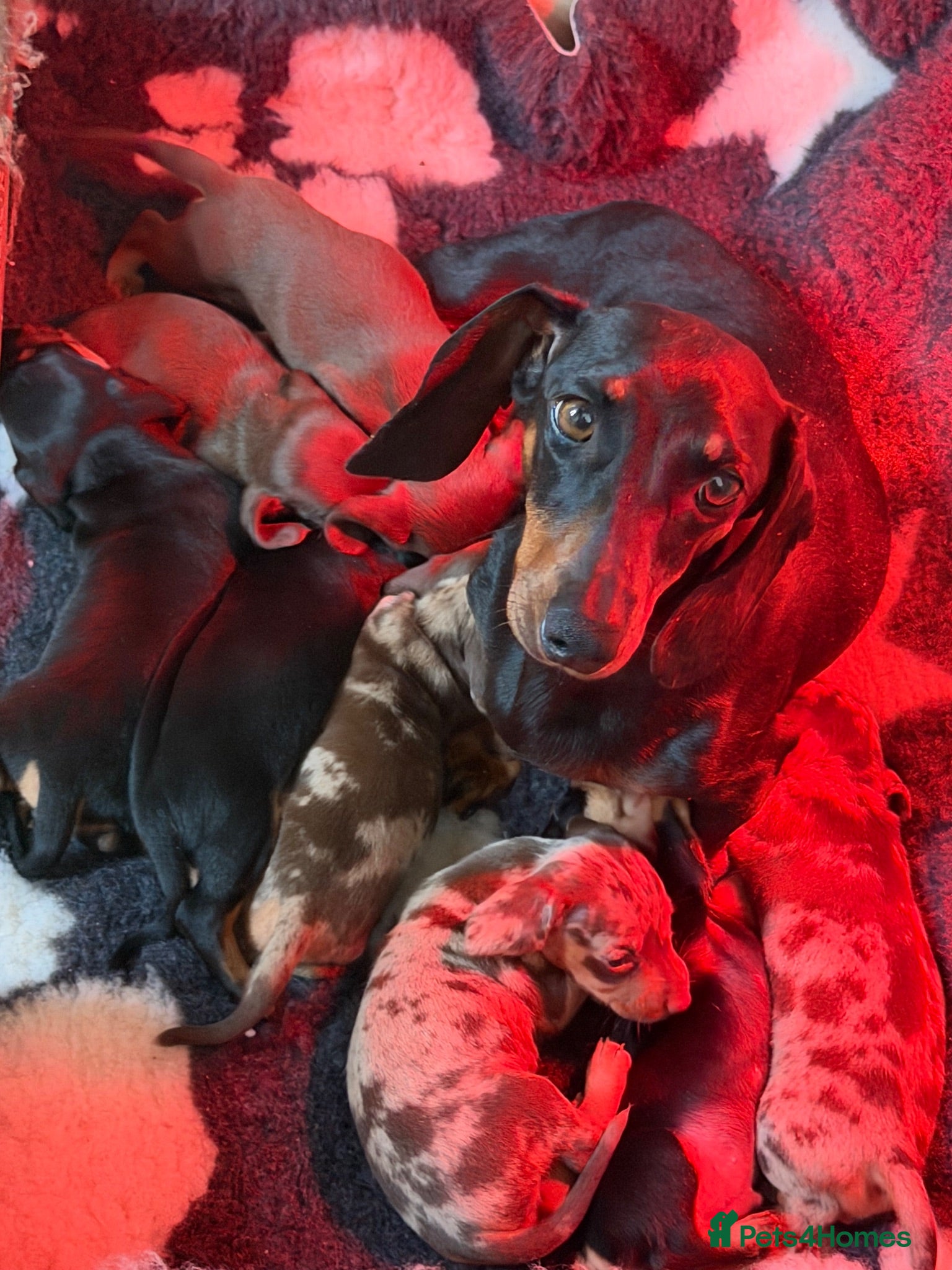 Miniature Dachshund dogs Beautiful miniature dachshunds - Advert 6