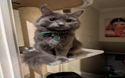 Mixed Breed cats for sale: Cats in need of rehoming - Image 2