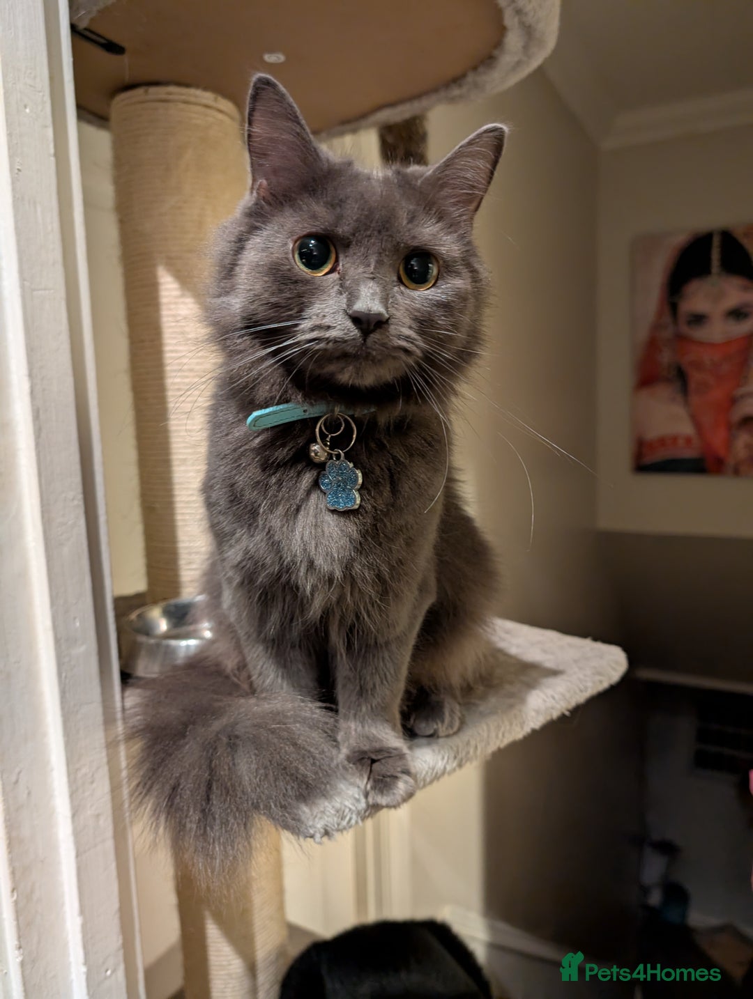 Mixed Breed cats for sale: Cats in need of rehoming - Image 2
