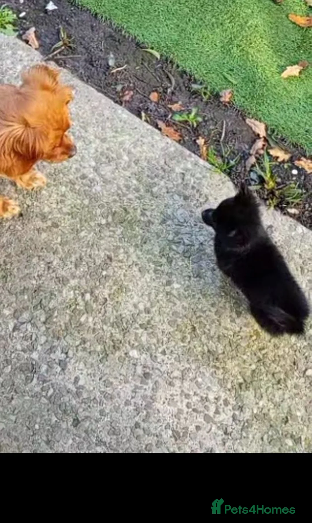 Mixed Breed dogs for sale: Pomeranian cross beautiful girl read advert - Advert 3