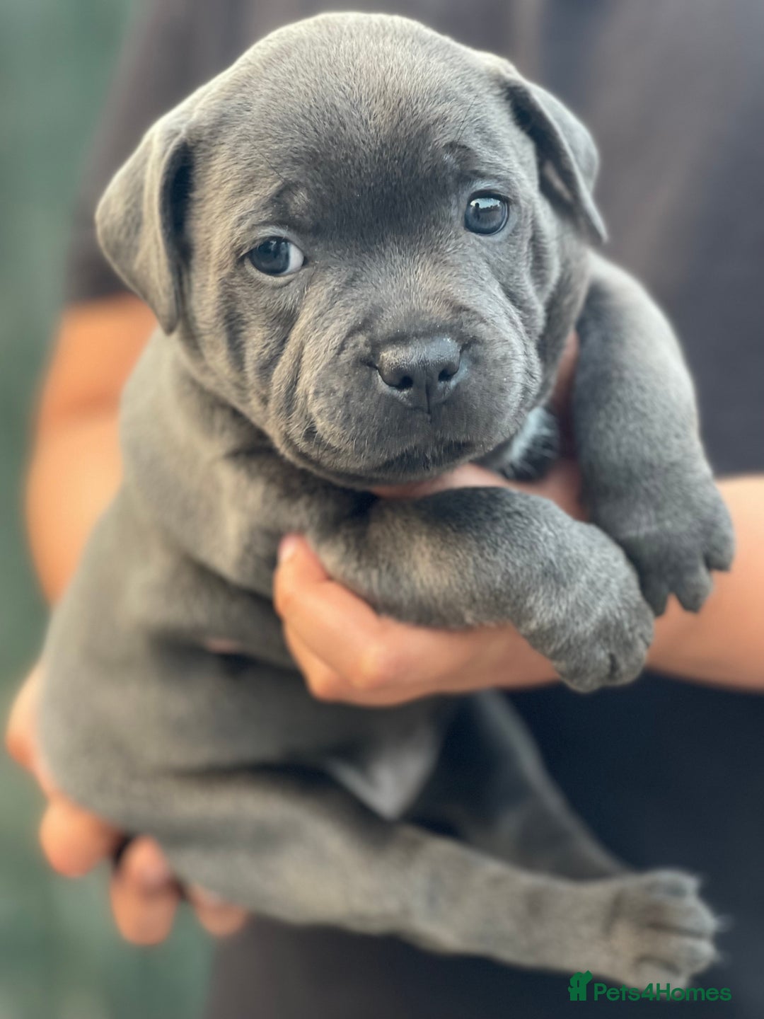 Staffordshire Bull Terrier dogs for sale: Top Quality Blue Staffordshire Bull Terriers  - Image 17