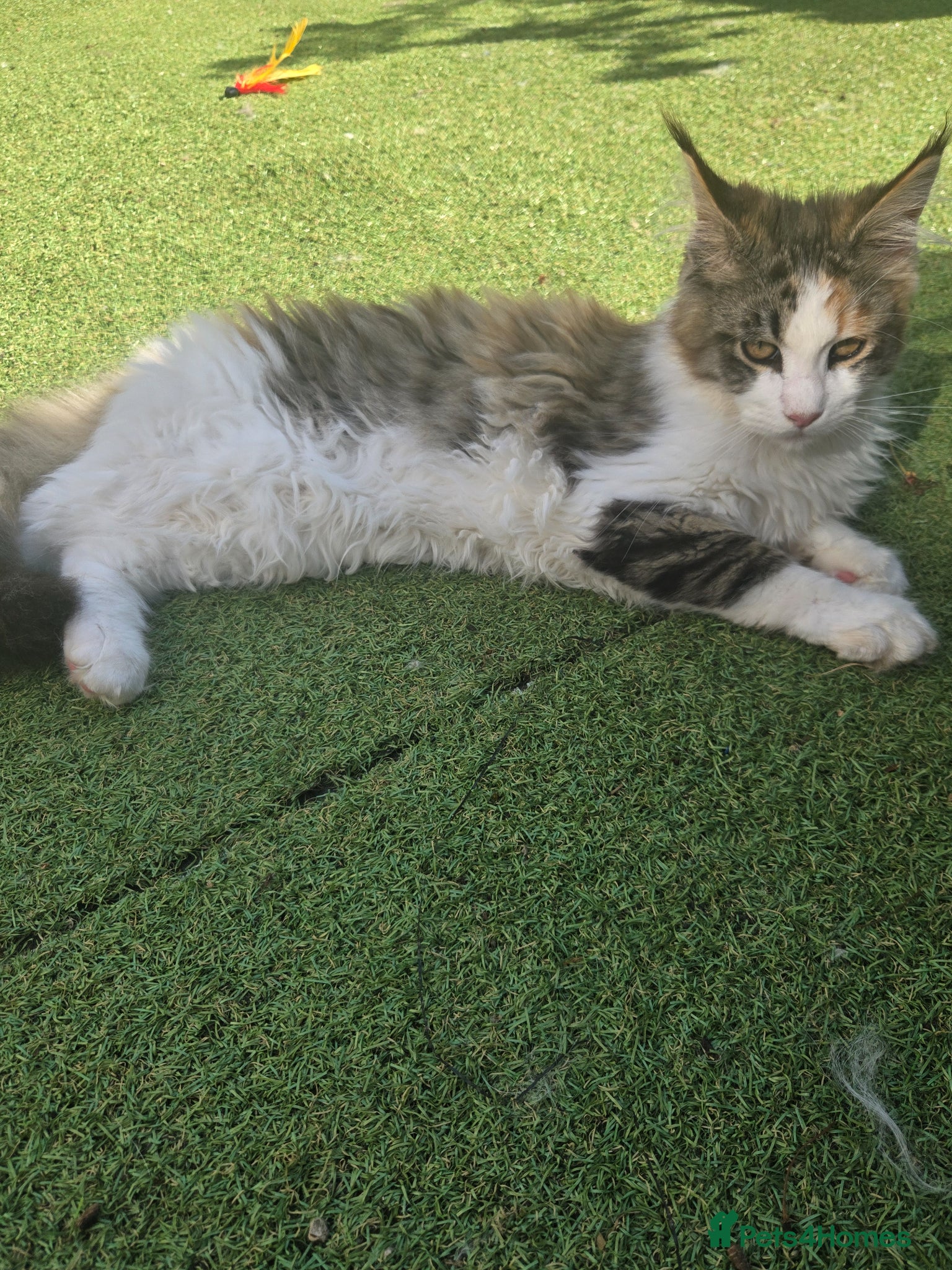Maine Coon cats Beautiful Mainecoon kittins to sale - Advert 2