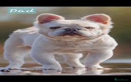 French Bulldog dogs for sale: Lilac & Tan Full Fluffy French Bulldogs For Sale - Image 8