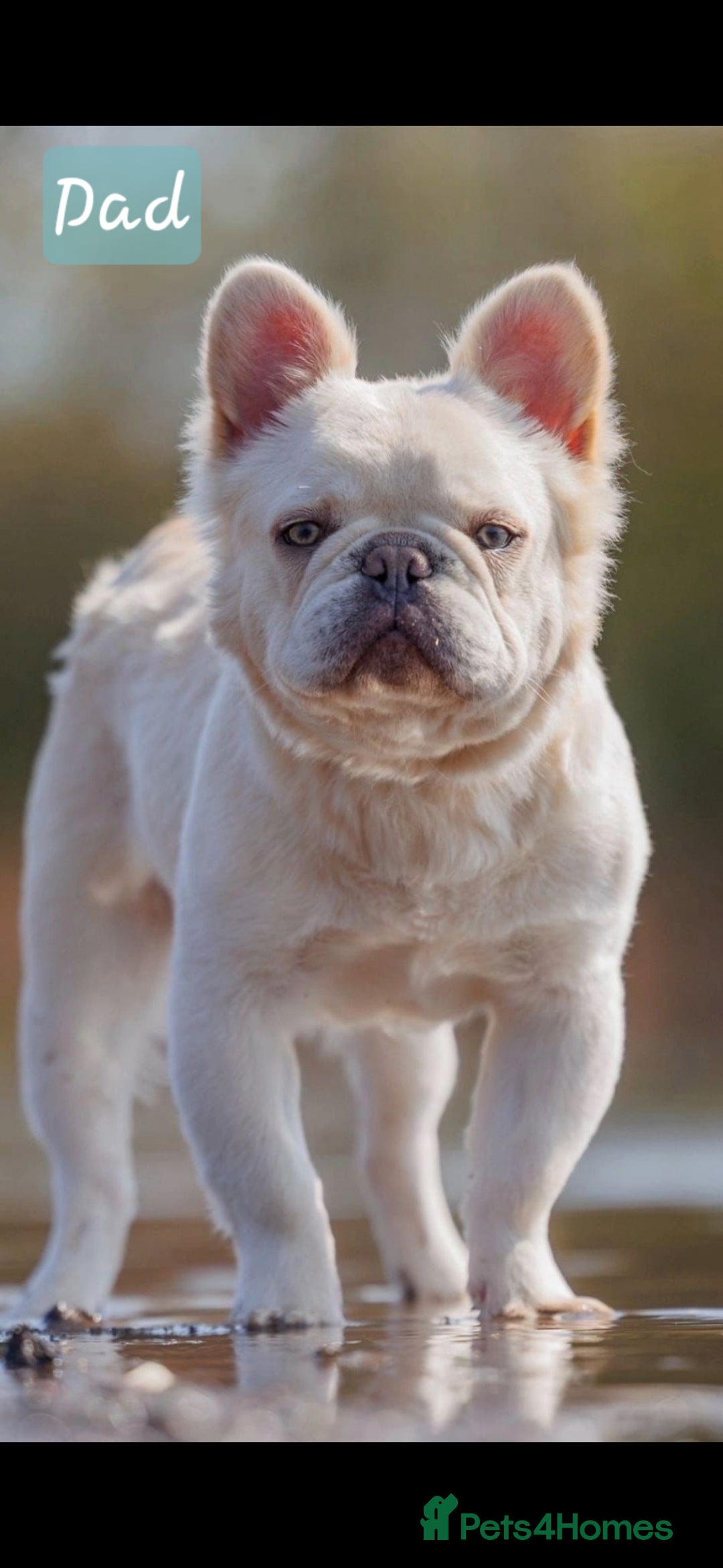 French Bulldog dogs for sale: Lilac & Tan Full Fluffy French Bulldogs For Sale - Image 8