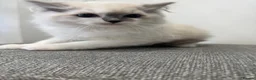 Ragdoll cats for sale: Chunky fluffy babies Available. - Advert 18