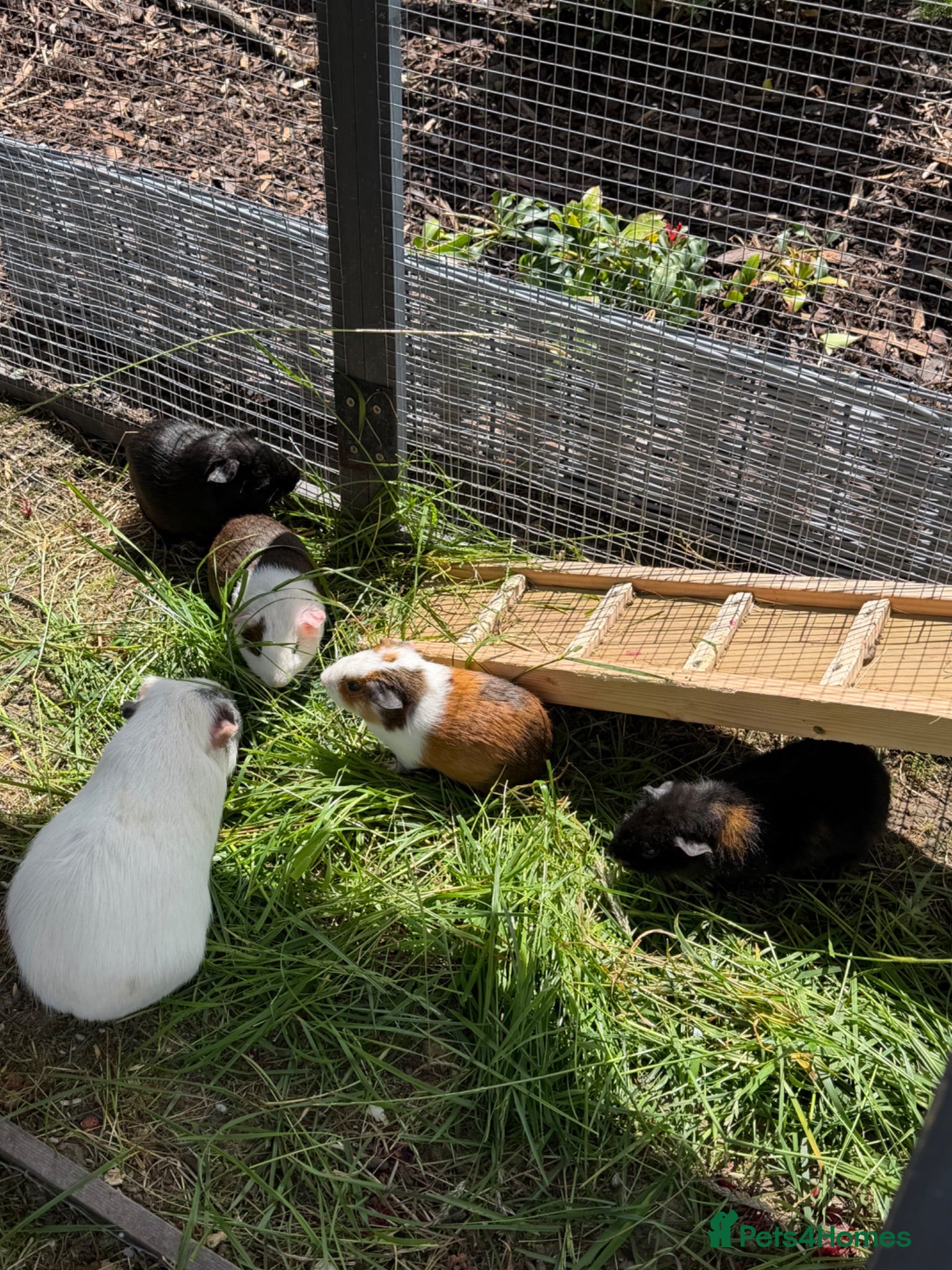 Guinea Pig rodents Home reared male guineas  - Advert 2